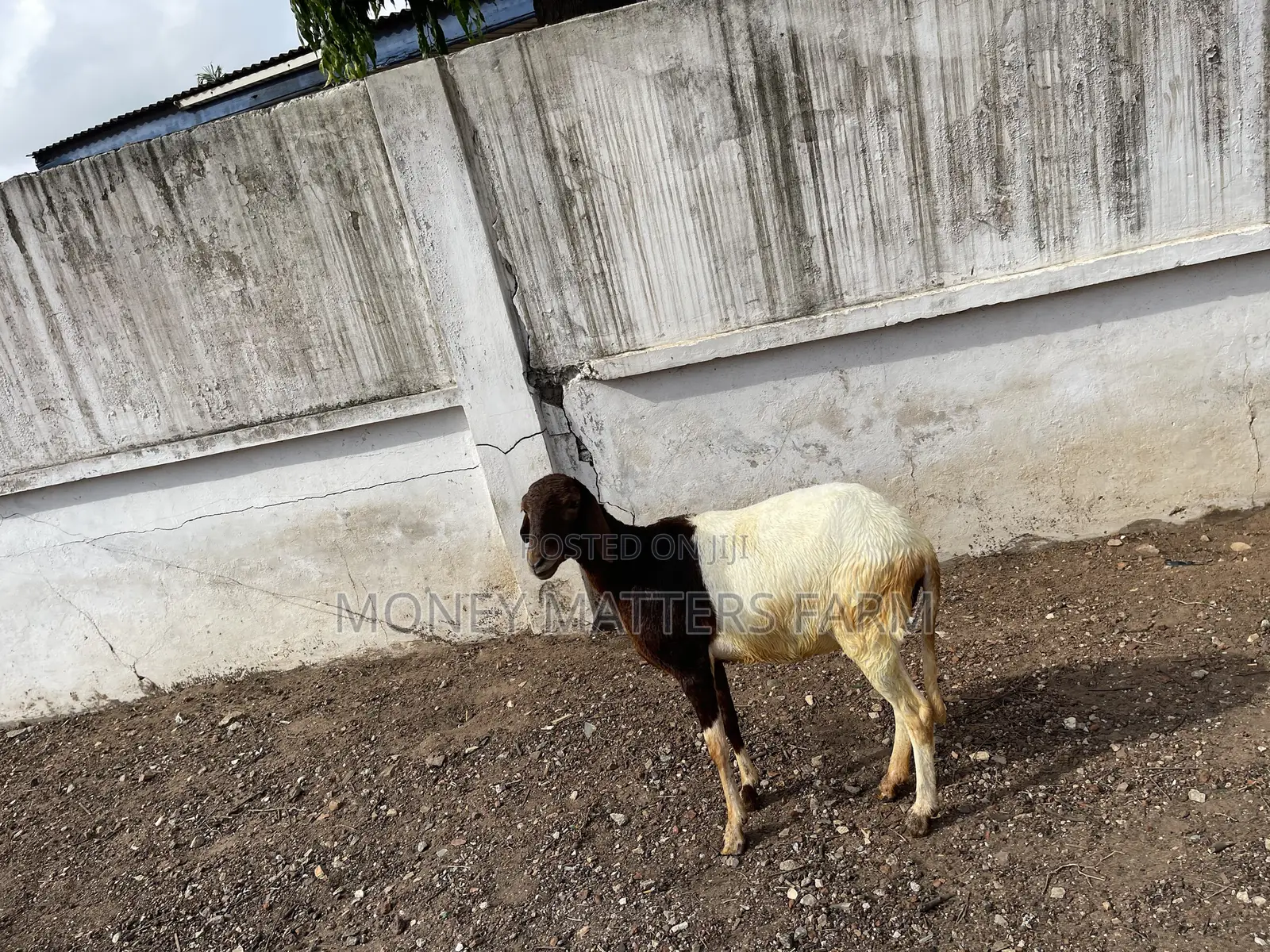 Strong and Healthy Pregnant Female.