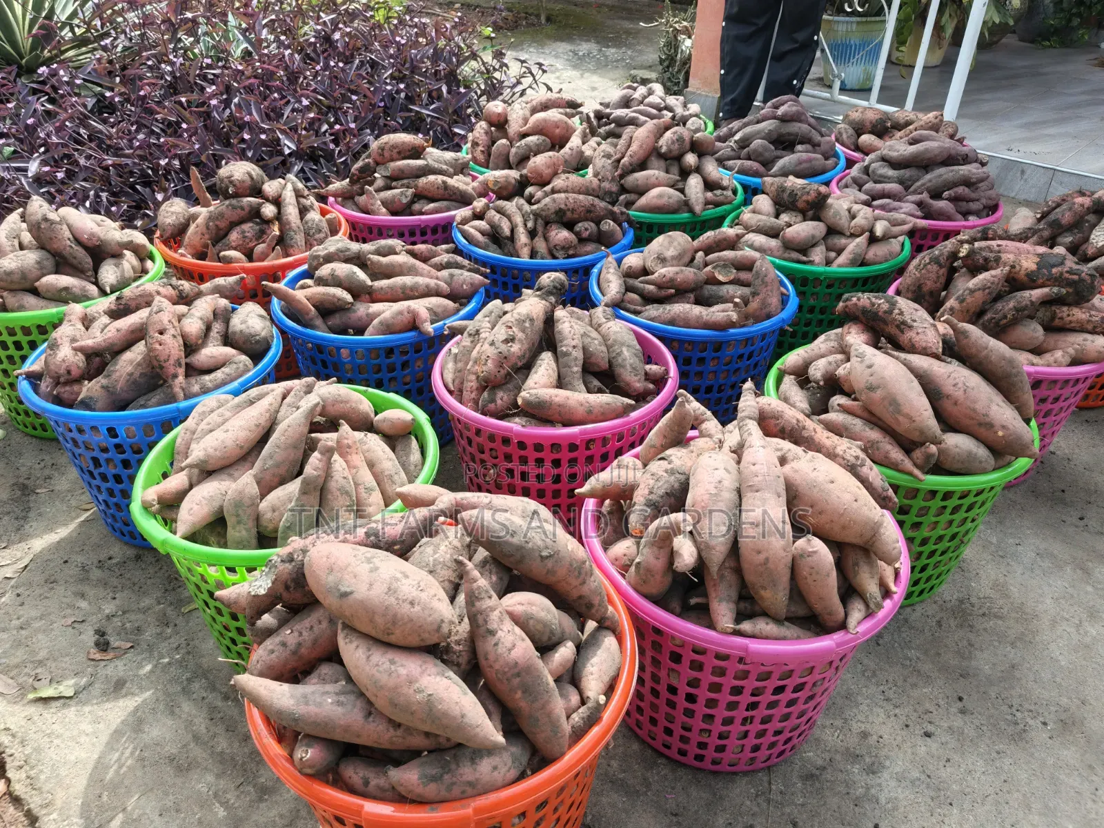 Orange Fleshed Sweet Potato Per Basket