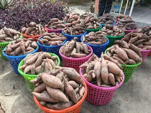Orange Fleshed Sweet Potato Per Basket