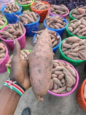 Orange Fleshed Sweet Potato Per Basket