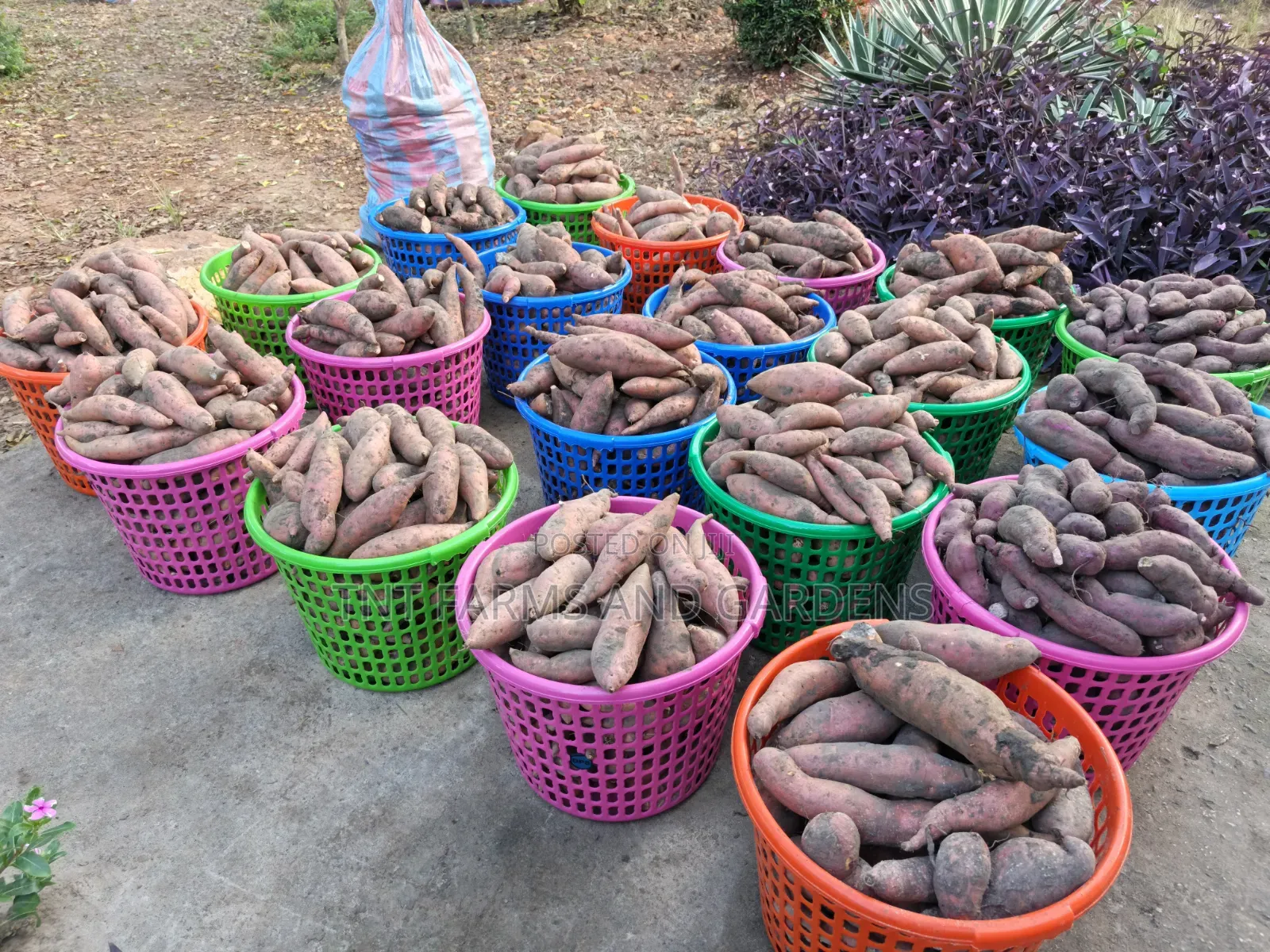 Orange Fleshed Sweet Potato Per Basket