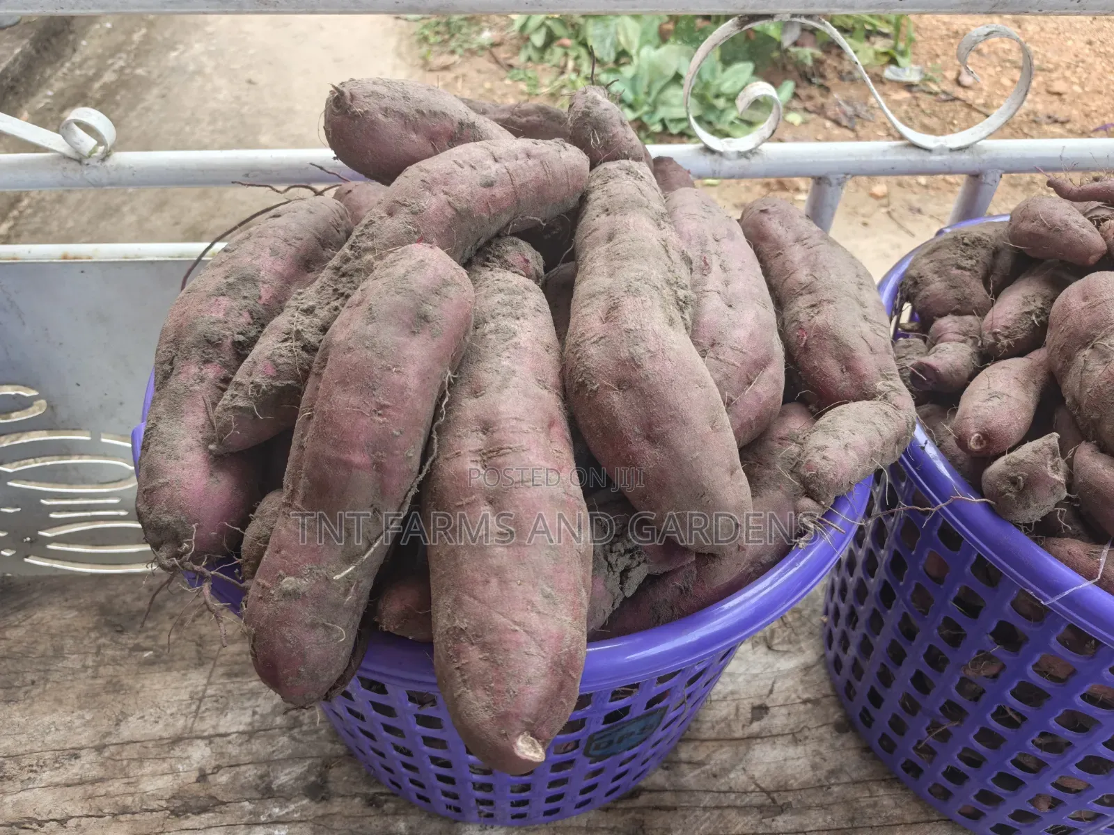 Purple Fleshed Sweet Potato (Purple Cream)
