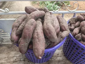 Purple Fleshed Sweet Potato (Purple Cream)