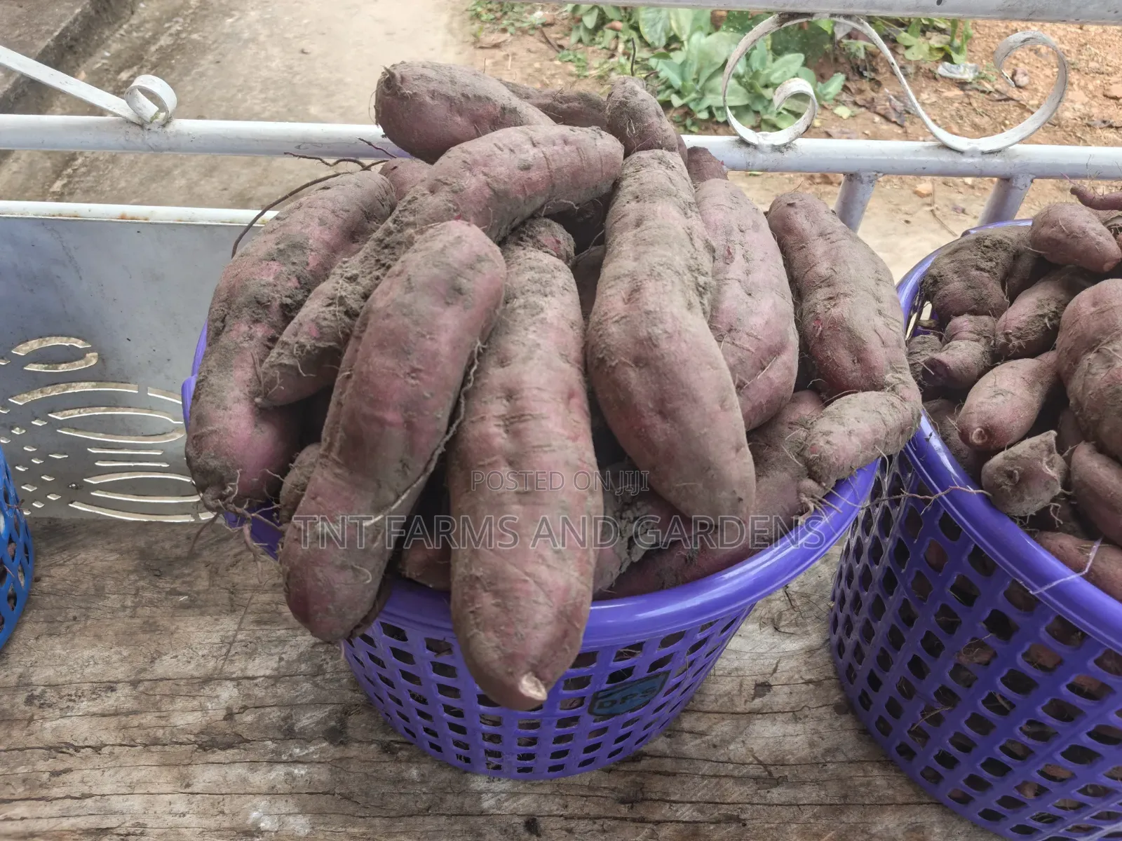 Purple Fleshed Sweet Potato (Purple Cream)