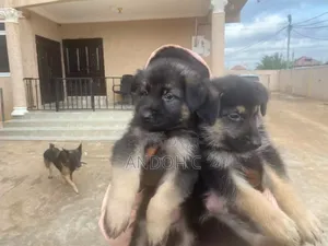 1-3 months Female Purebred German Shepherd