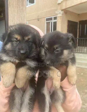 1-3 months Female Purebred German Shepherd