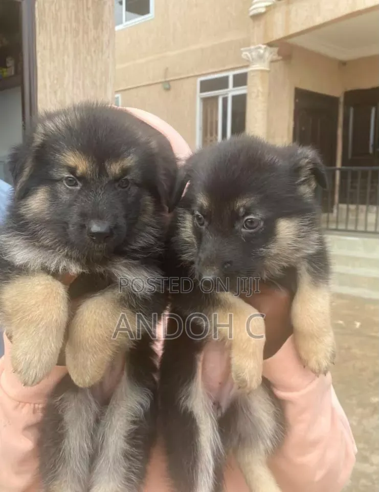 1-3 months Female Purebred German Shepherd