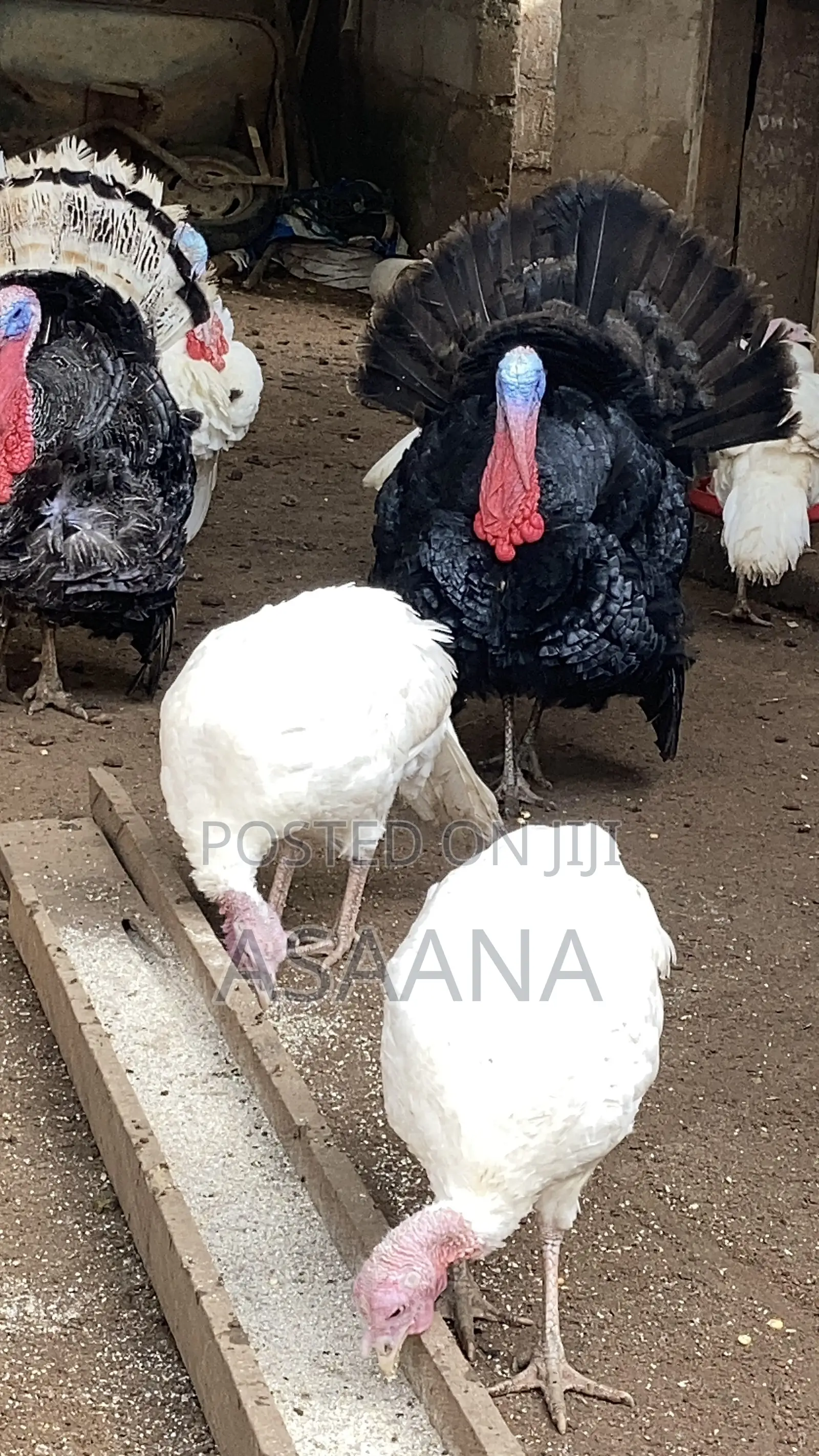Hybrid Turkey for Sale Delivere Through VIP Transport