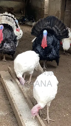 Hybrid Turkey for Sale Delivere Through VIP Transport