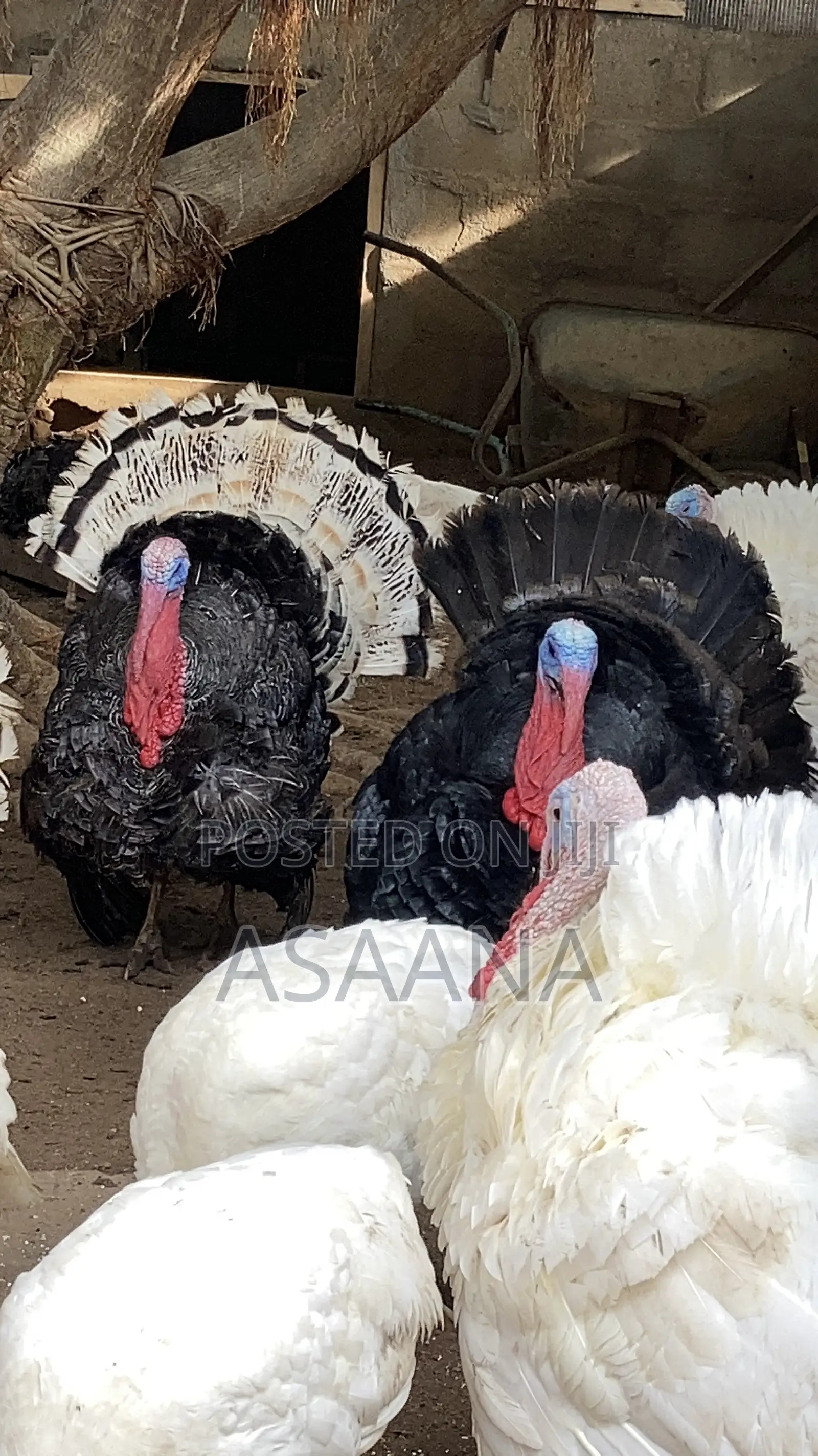 Hybrid Turkey for Sale Delivere Through VIP Transport