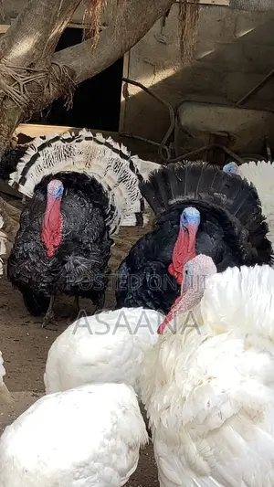 Hybrid Turkey for Sale Delivere Through VIP Transport