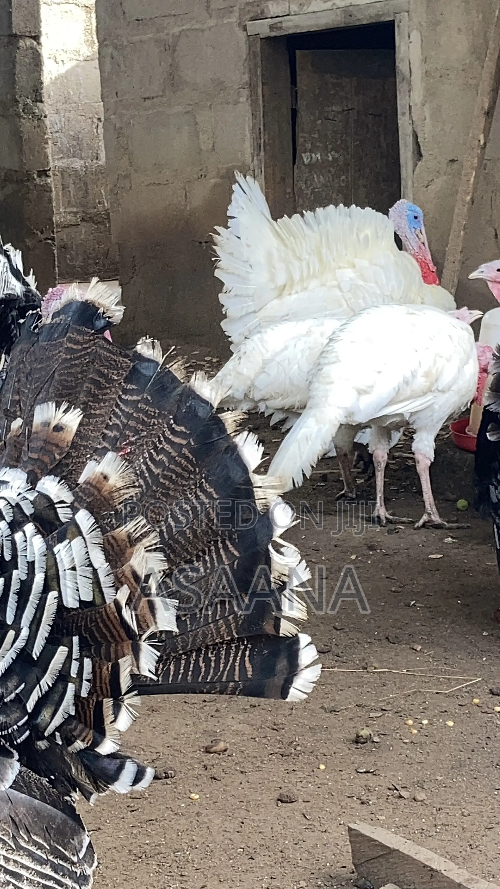 Hybrid Turkey for Sale Delivere Through VIP Transport