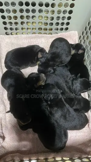 1-3 months Male Purebred Rottweiler
