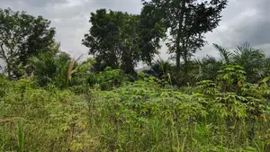 CENTRAL REGION, APAM (GOMOA-BROFO) _ 60 Acres Farmland