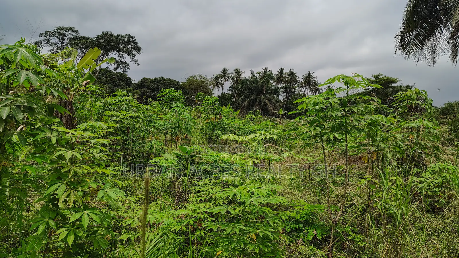 CENTRAL REGION, APAM (GOMOA-BROFO) _ 60 Acres Farmland