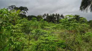 CENTRAL REGION, APAM (GOMOA-BROFO) _ 60 Acres Farmland