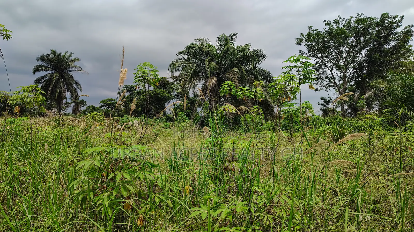 CENTRAL REGION, APAM (GOMOA-BROFO) _ 60 Acres Farmland