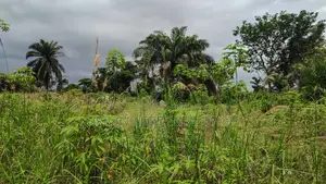CENTRAL REGION, APAM (GOMOA-BROFO) _ 60 Acres Farmland