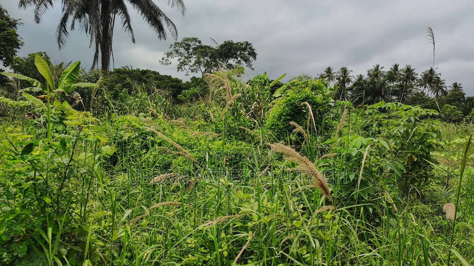 CENTRAL REGION, APAM (GOMOA-BROFO) _ 60 Acres Farmland