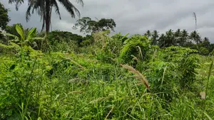 CENTRAL REGION, APAM (GOMOA-BROFO) _ 60 Acres Farmland