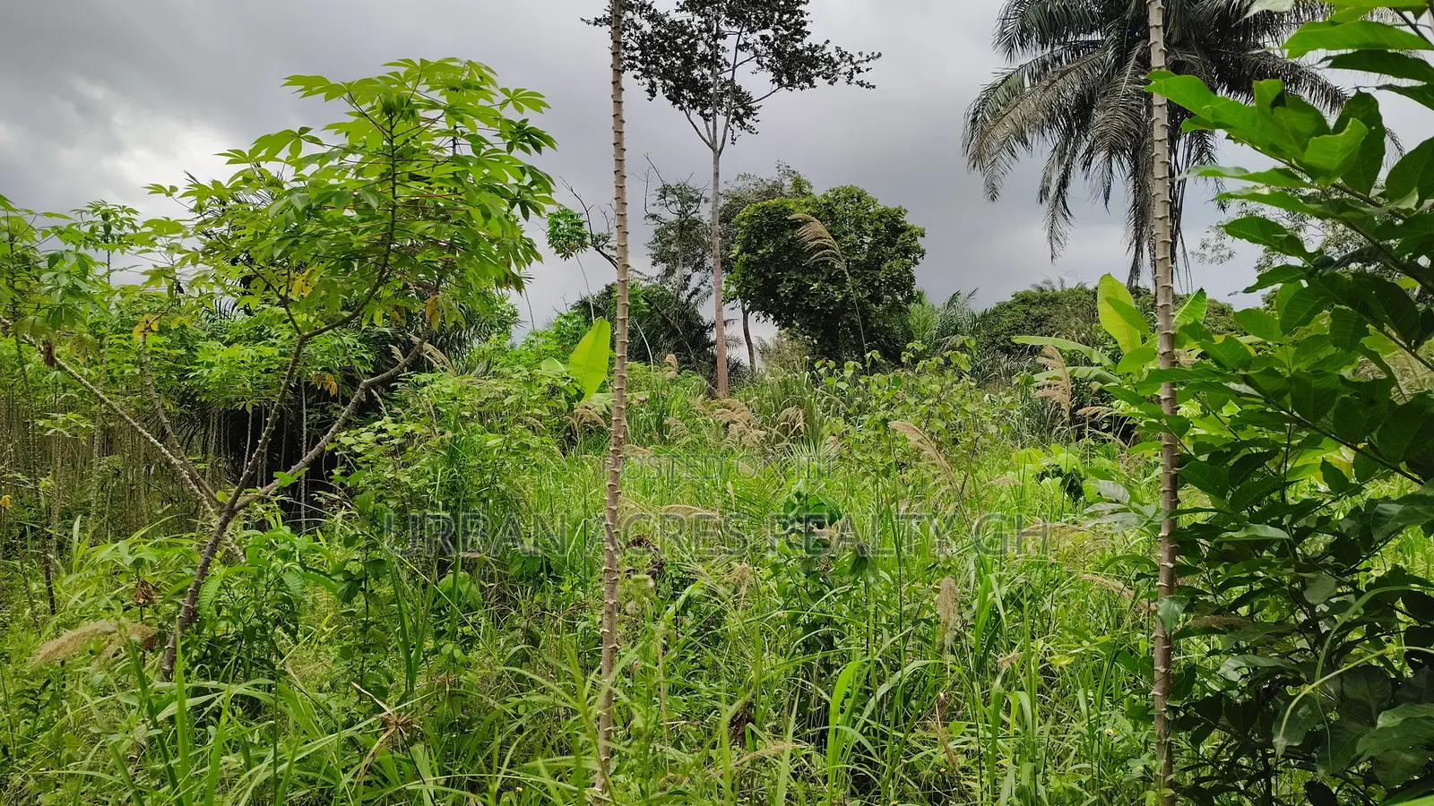 CENTRAL REGION, APAM (GOMOA-BROFO) _ 60 Acres Farmland