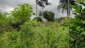 CENTRAL REGION, APAM (GOMOA-BROFO) _ 60 Acres Farmland