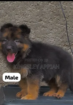 1-3 months Female Purebred German Shepherd