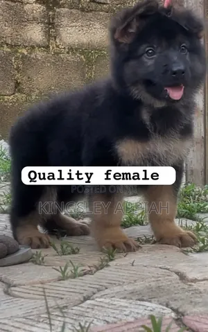 1-3 months Female Purebred German Shepherd