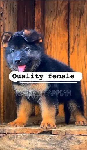 1-3 months Female Purebred German Shepherd