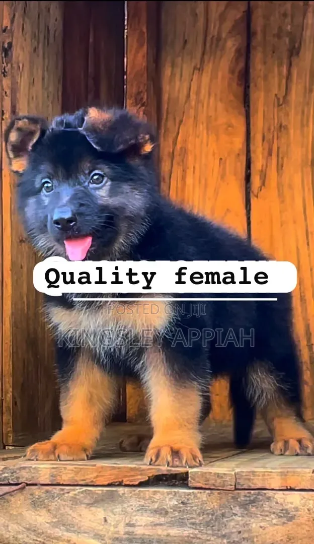 1-3 months Female Purebred German Shepherd