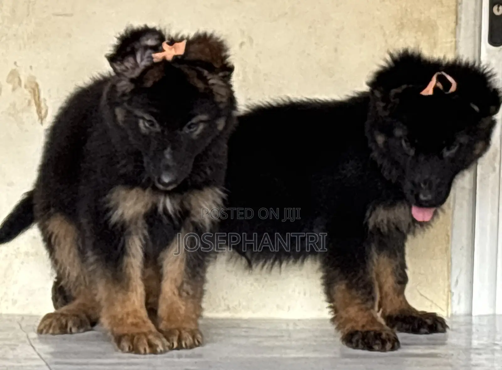 1-3 months Male Purebred German Shepherd