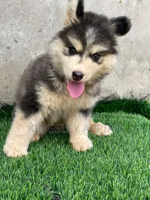 1-3 months Male Purebred Siberian Husky