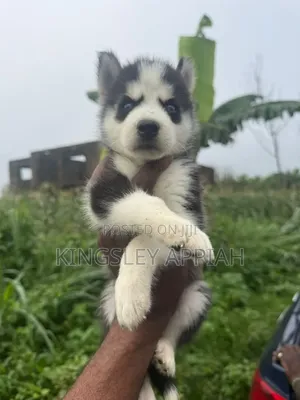 1-3 months Male Purebred Siberian Husky