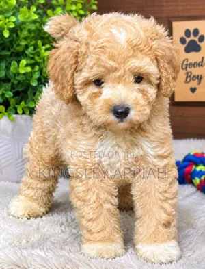 1-3 months Female Purebred Poodle