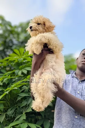 1-3 months Female Purebred Poodle