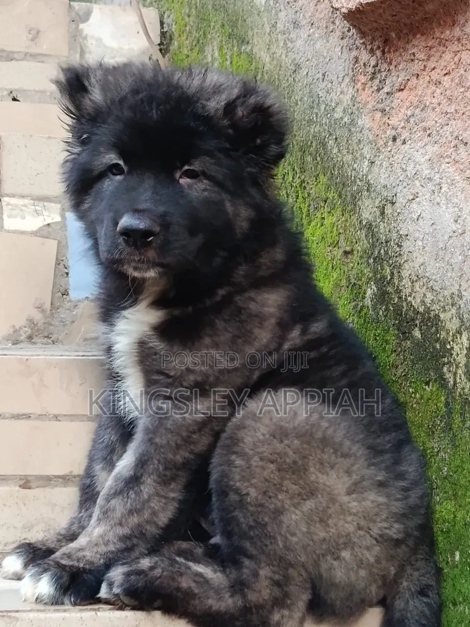 1-3 months Male Purebred Caucasian Shepherd