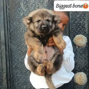 1-3 months Male Purebred Caucasian Shepherd