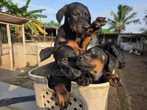 1-3 months Male Purebred Doberman Pinscher