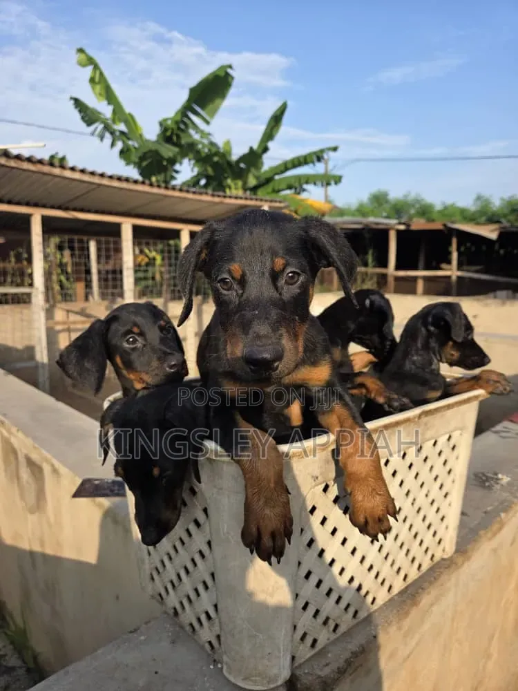 1-3 months Male Purebred Doberman Pinscher