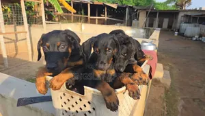 1-3 months Male Purebred Doberman Pinscher