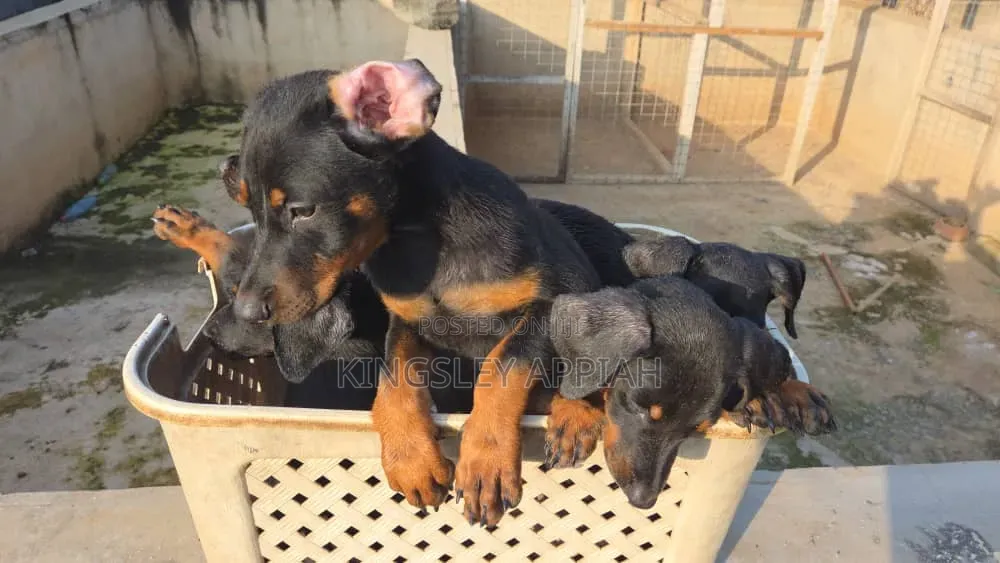 1-3 months Male Purebred Doberman Pinscher