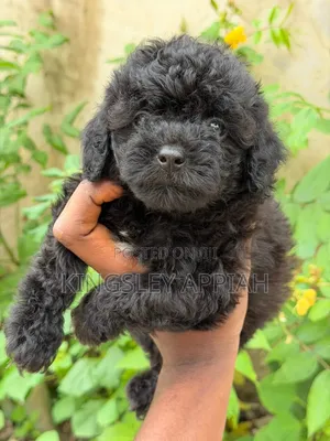 1-3 months Female Purebred Poodle