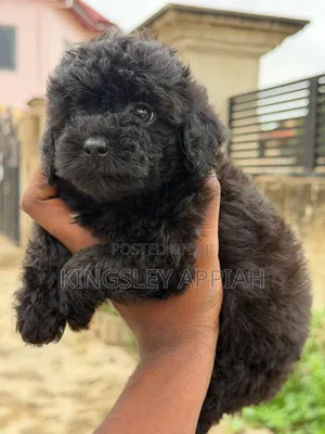 1-3 months Female Purebred Poodle