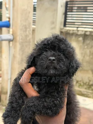 1-3 months Female Purebred Poodle