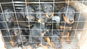 1-3 months Male Purebred Doberman Pinscher