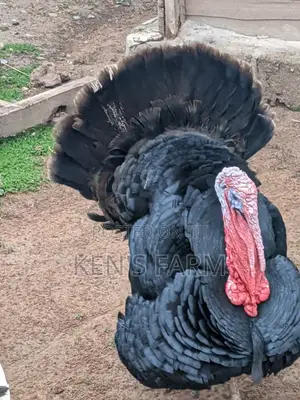 Male Turkeys