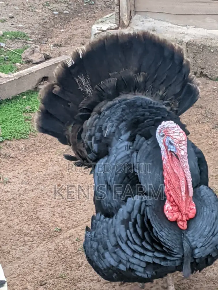 Male Turkeys