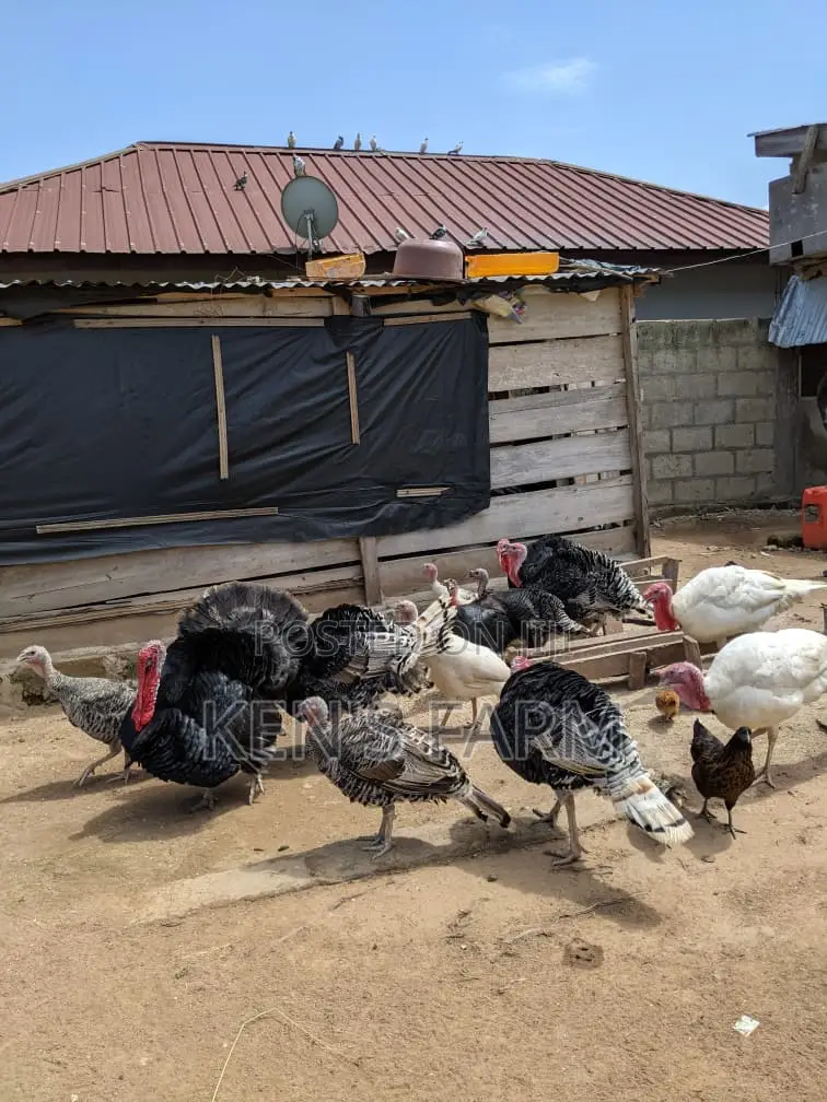 Female Turkey