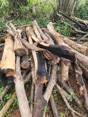 Wood for Charcoal or Firewood