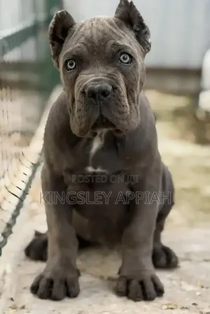 1-3 months Female Purebred Cane Corso